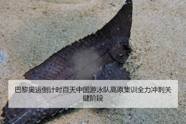 巴黎奥运倒计时百天中国游泳队高原集训全力冲刺关键阶段